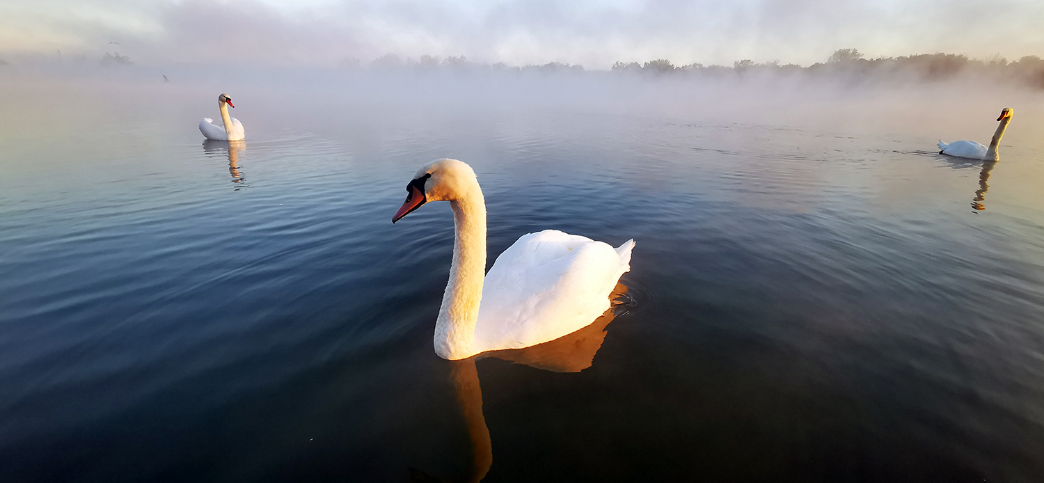 Animaux