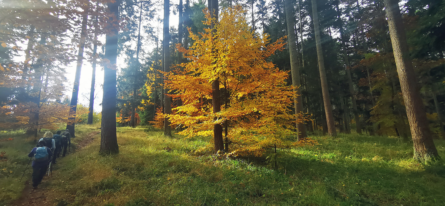 Automne