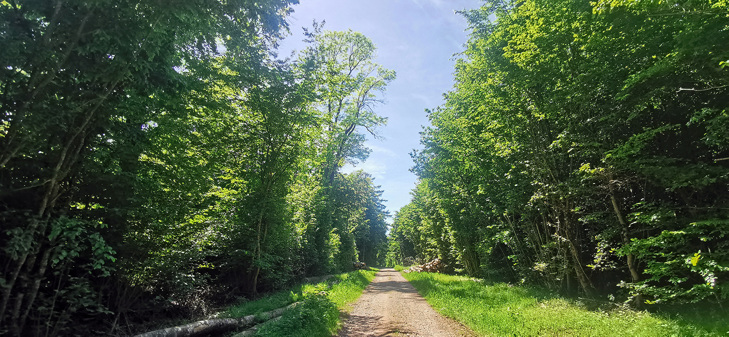 Forêts